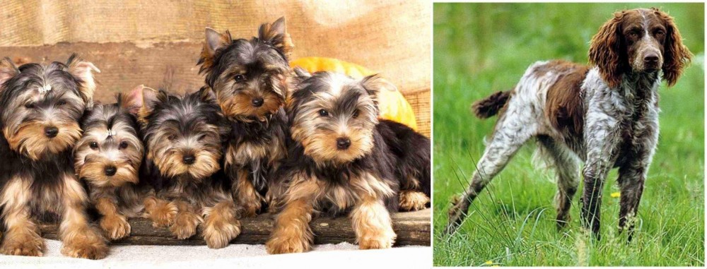 Pont-Audemer Spaniel vs Yorkshire Terrier - Breed Comparison
