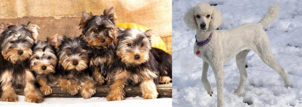 Poodle vs Yorkshire Terrier - Breed Comparison