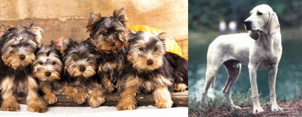 Porcelaine vs Yorkshire Terrier - Breed Comparison