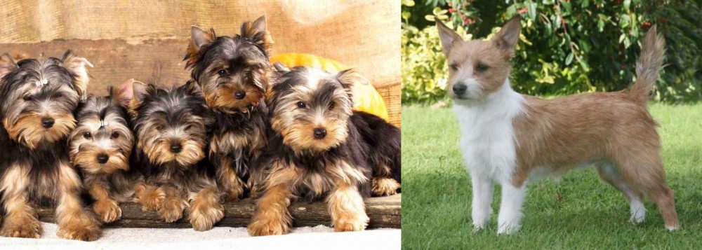 Portuguese Podengo vs Yorkshire Terrier - Breed Comparison