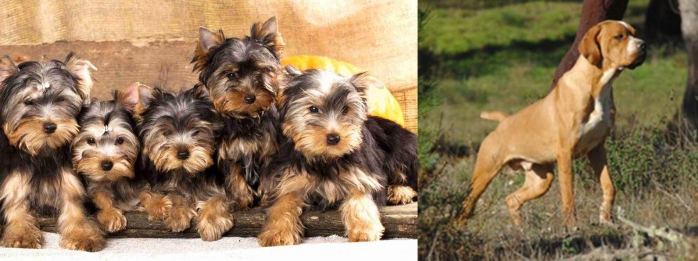 Portuguese Pointer vs Yorkshire Terrier - Breed Comparison
