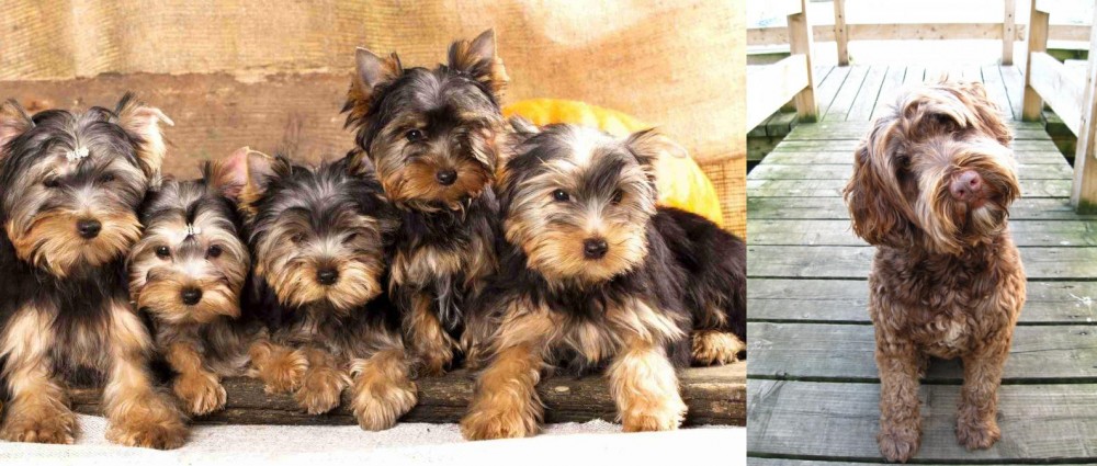 Portuguese Water Dog vs Yorkshire Terrier - Breed Comparison