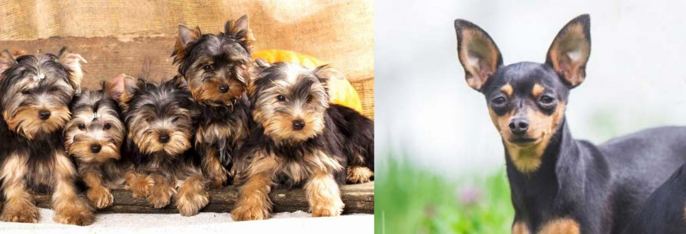 Prazsky Krysarik vs Yorkshire Terrier - Breed Comparison
