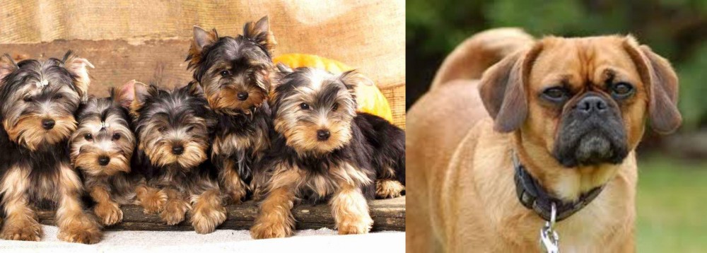 Pugalier vs Yorkshire Terrier - Breed Comparison