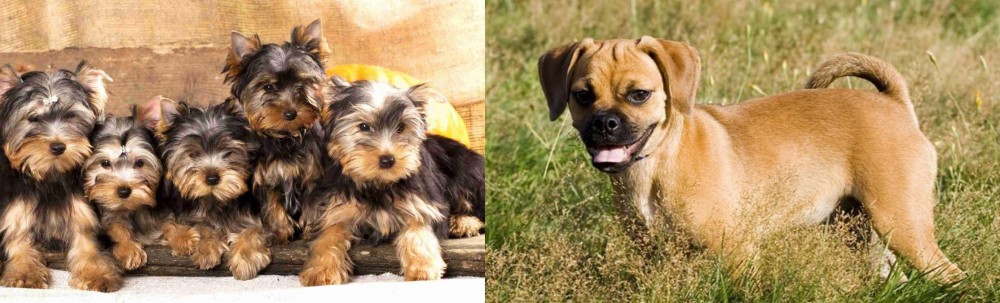Puggle vs Yorkshire Terrier - Breed Comparison