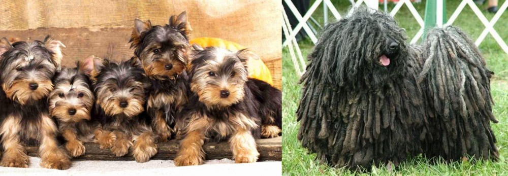 Puli vs Yorkshire Terrier - Breed Comparison