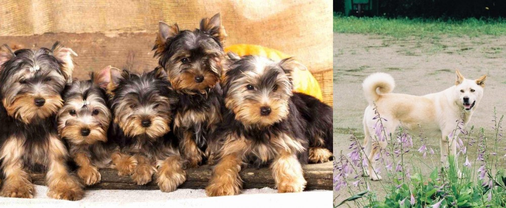 Pungsan Dog vs Yorkshire Terrier - Breed Comparison
