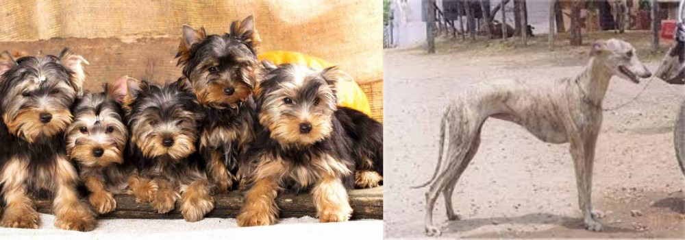 Rampur Greyhound vs Yorkshire Terrier - Breed Comparison