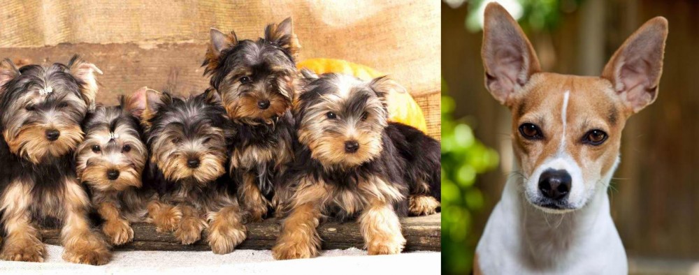 Rat Terrier vs Yorkshire Terrier - Breed Comparison