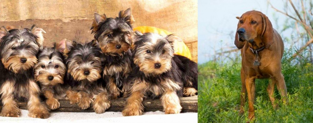 Redbone Coonhound vs Yorkshire Terrier - Breed Comparison