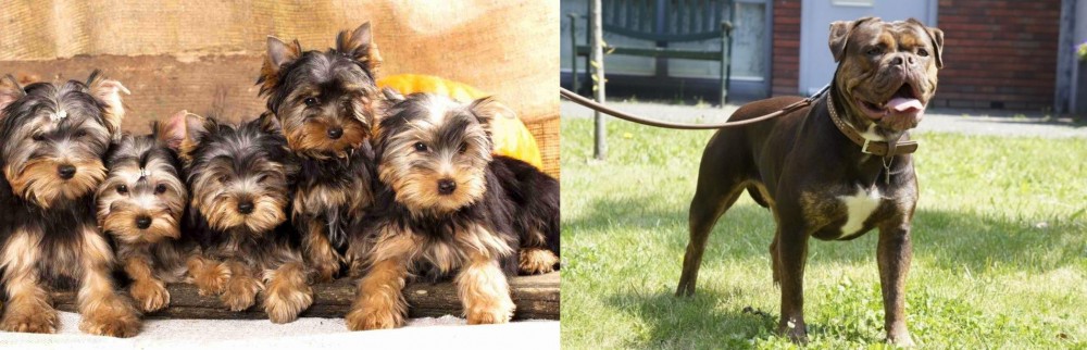 Renascence Bulldogge vs Yorkshire Terrier - Breed Comparison