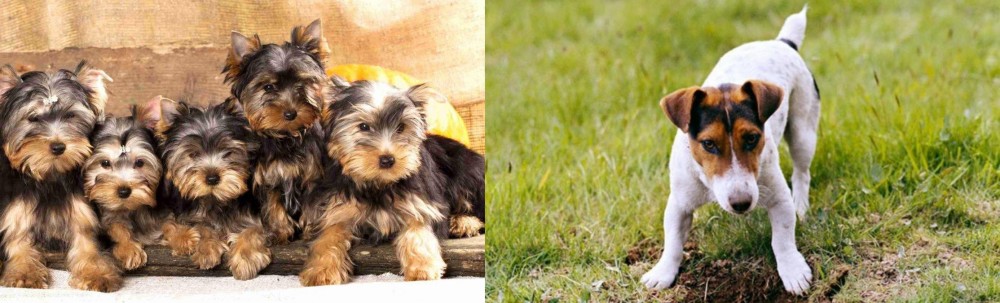 Russell Terrier vs Yorkshire Terrier - Breed Comparison