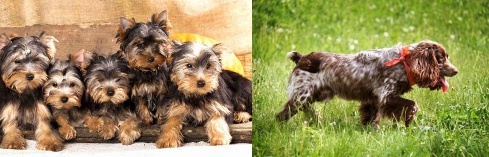 Russian Spaniel vs Yorkshire Terrier - Breed Comparison