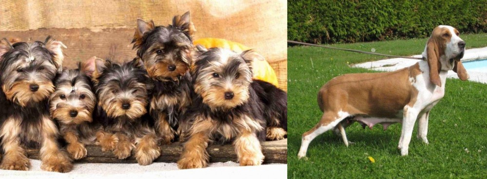 Sabueso Espanol vs Yorkshire Terrier - Breed Comparison