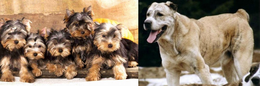 Sage Koochee vs Yorkshire Terrier - Breed Comparison