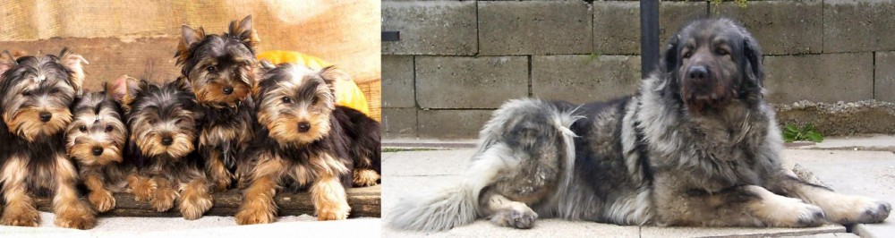 Sarplaninac vs Yorkshire Terrier - Breed Comparison