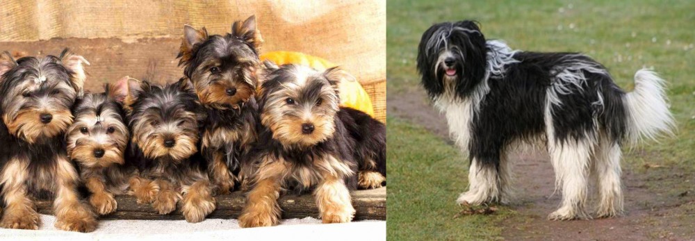 Schapendoes vs Yorkshire Terrier - Breed Comparison