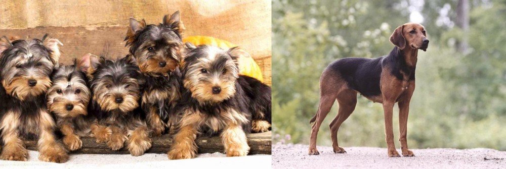 Schillerstovare vs Yorkshire Terrier - Breed Comparison