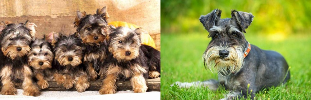 Schnauzer vs Yorkshire Terrier - Breed Comparison