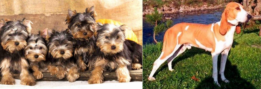 Schweizer Laufhund vs Yorkshire Terrier - Breed Comparison