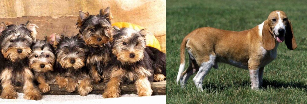 Schweizer Niederlaufhund vs Yorkshire Terrier - Breed Comparison