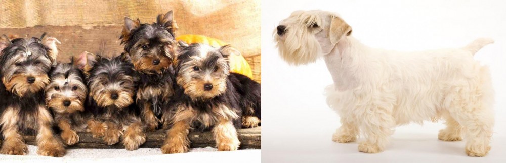 Sealyham Terrier vs Yorkshire Terrier - Breed Comparison