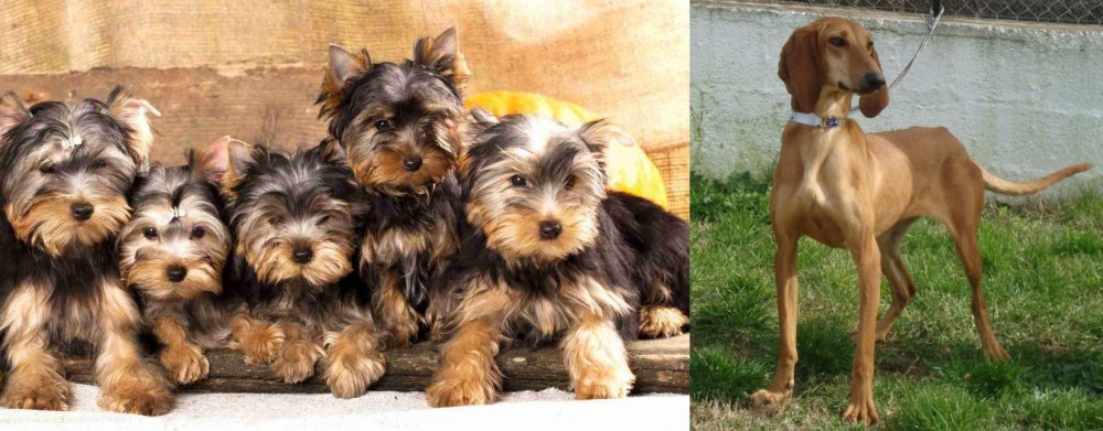 Segugio Italiano vs Yorkshire Terrier - Breed Comparison