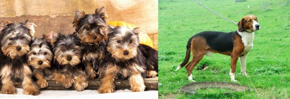 Serbian Tricolour Hound vs Yorkshire Terrier - Breed Comparison
