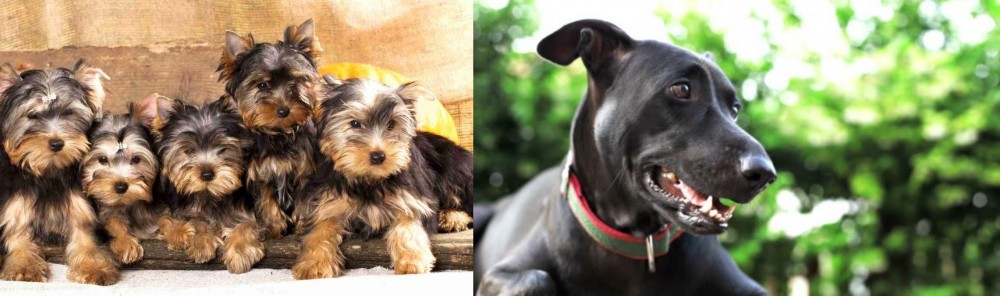 Shepard Labrador vs Yorkshire Terrier - Breed Comparison