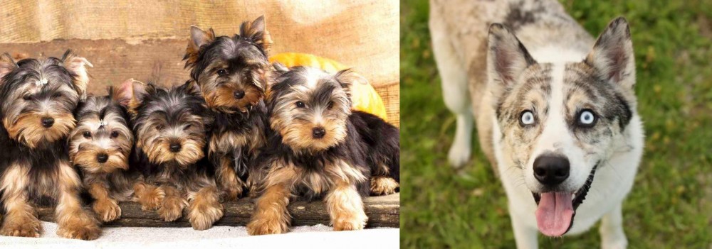Shepherd Husky vs Yorkshire Terrier - Breed Comparison