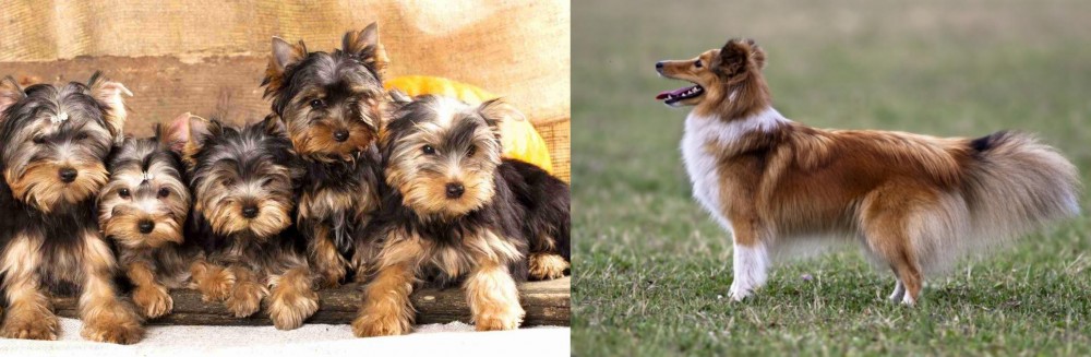 Shetland Sheepdog vs Yorkshire Terrier - Breed Comparison