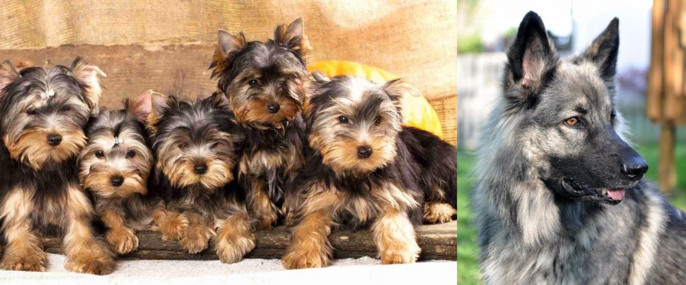 Shiloh Shepherd vs Yorkshire Terrier - Breed Comparison