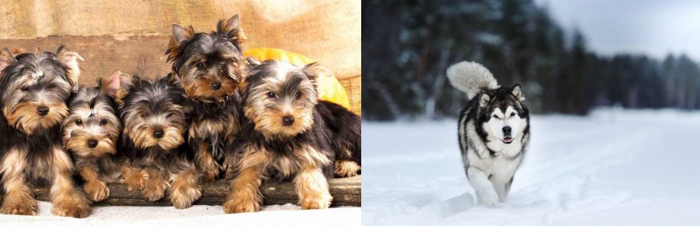 Siberian Husky vs Yorkshire Terrier - Breed Comparison