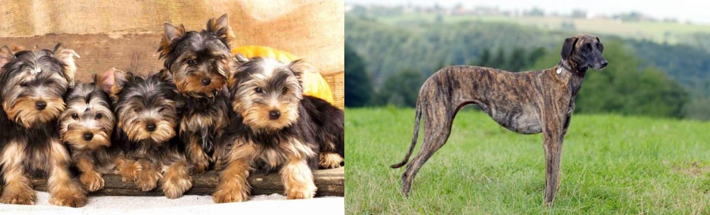Sloughi vs Yorkshire Terrier - Breed Comparison