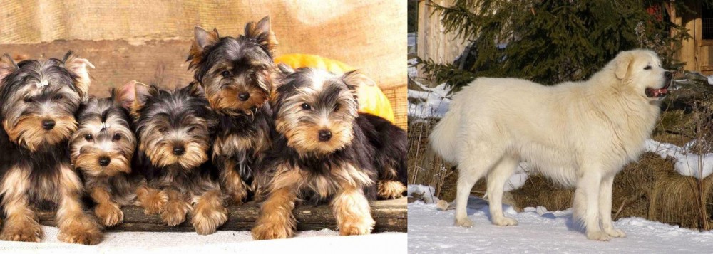 Slovak Cuvac vs Yorkshire Terrier - Breed Comparison
