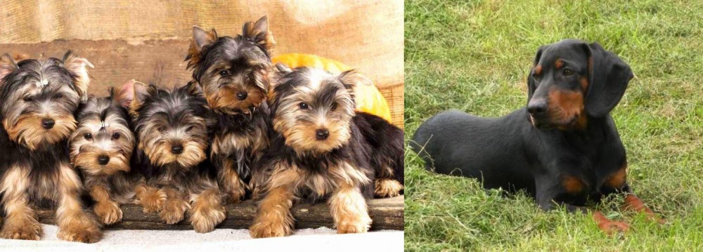 Slovakian Hound vs Yorkshire Terrier - Breed Comparison