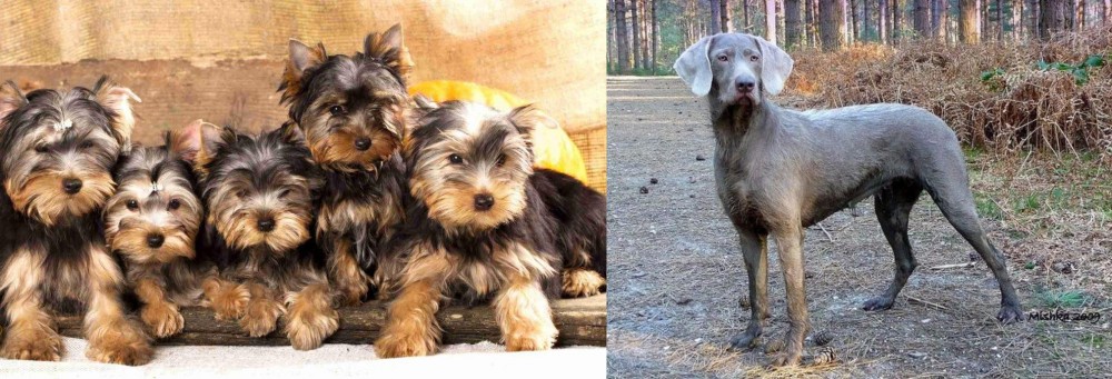 Slovensky Hrubosrsty Stavac vs Yorkshire Terrier - Breed Comparison