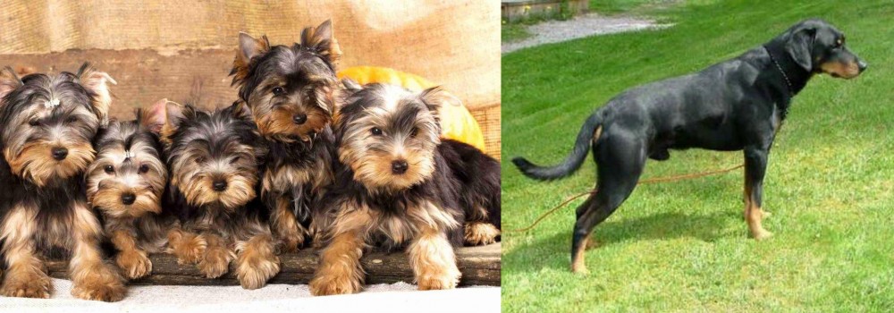Smalandsstovare vs Yorkshire Terrier - Breed Comparison