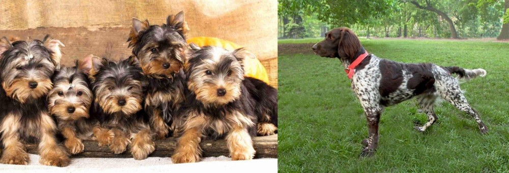 Small Munsterlander vs Yorkshire Terrier - Breed Comparison