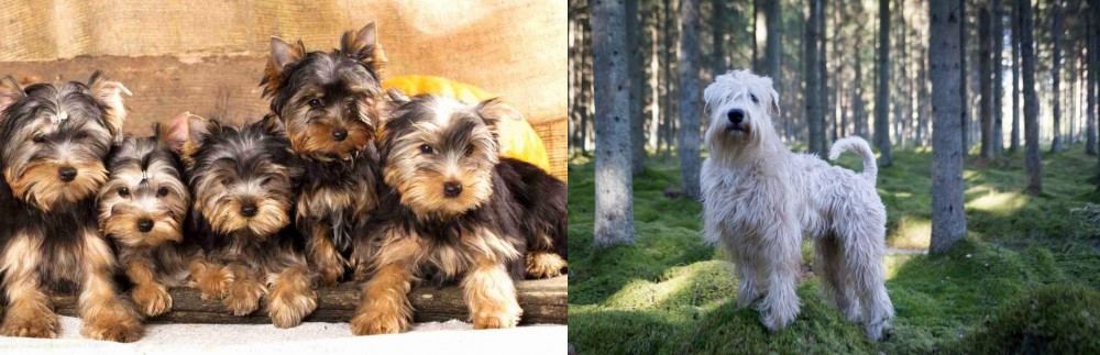 Soft-Coated Wheaten Terrier vs Yorkshire Terrier - Breed Comparison