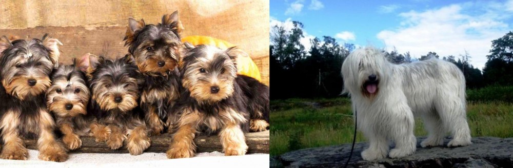 South Russian Ovcharka vs Yorkshire Terrier - Breed Comparison