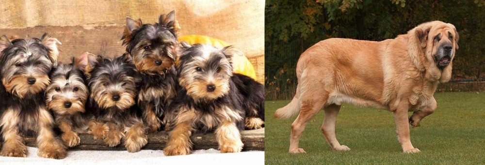 Spanish Mastiff vs Yorkshire Terrier - Breed Comparison