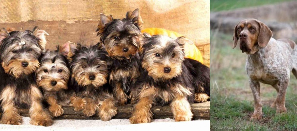 Spanish Pointer vs Yorkshire Terrier - Breed Comparison