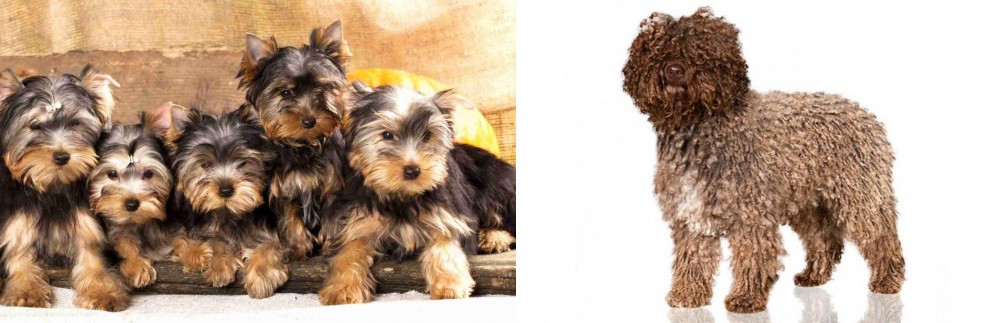 Spanish Water Dog vs Yorkshire Terrier - Breed Comparison