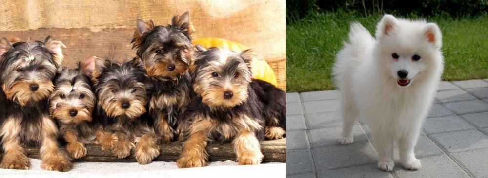 Spitz vs Yorkshire Terrier - Breed Comparison