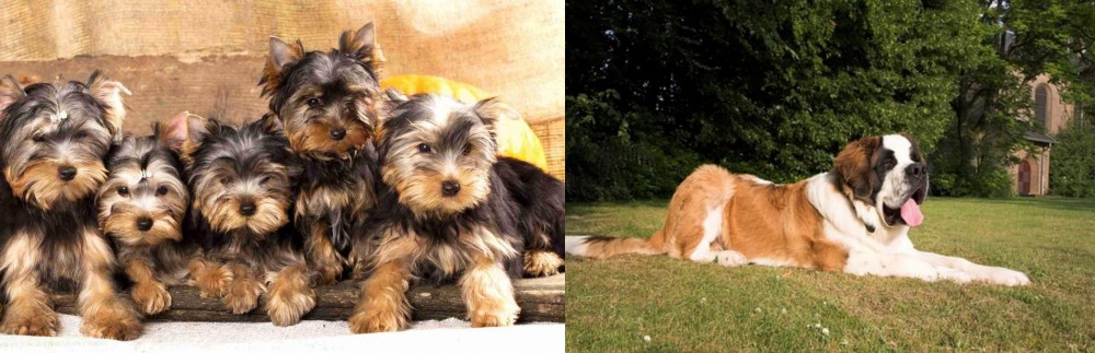 St. Bernard vs Yorkshire Terrier - Breed Comparison