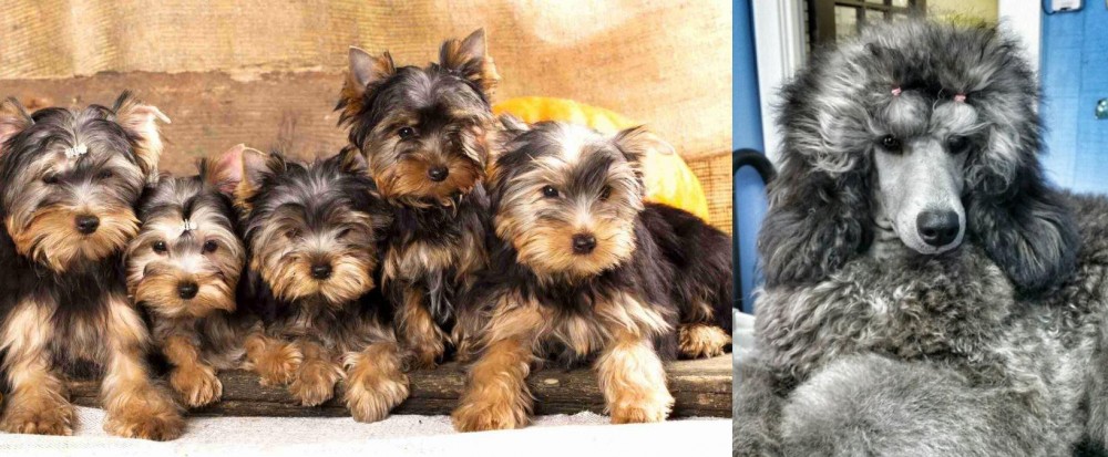 Standard Poodle vs Yorkshire Terrier - Breed Comparison