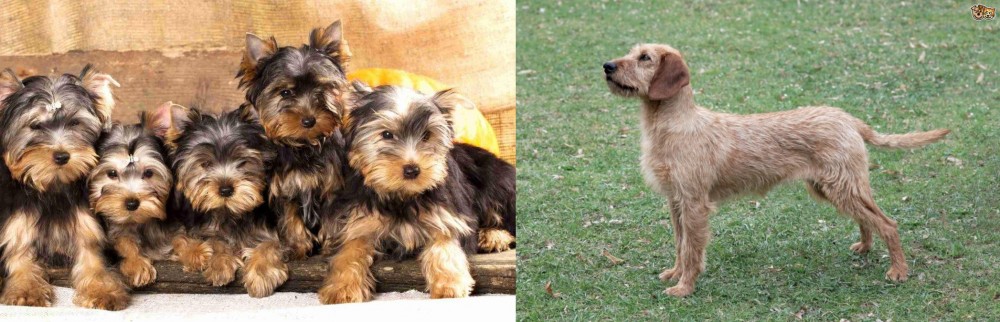 Styrian Coarse Haired Hound vs Yorkshire Terrier - Breed Comparison