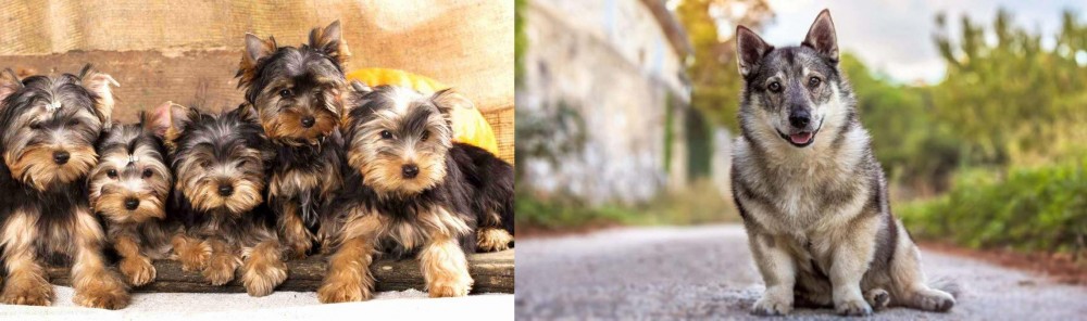 Swedish Vallhund vs Yorkshire Terrier - Breed Comparison