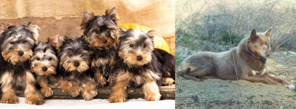 Tahltan Bear Dog vs Yorkshire Terrier - Breed Comparison